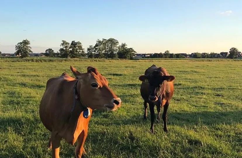 csm koeien bca7d5966f