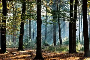 csm pb083 waardevollebomen foto 01 b19dac4317