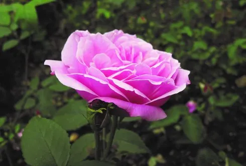 d6f2e2ce 3dab 4a6e a0be e86cff43fb09 old20blush d80f8e57 490x330