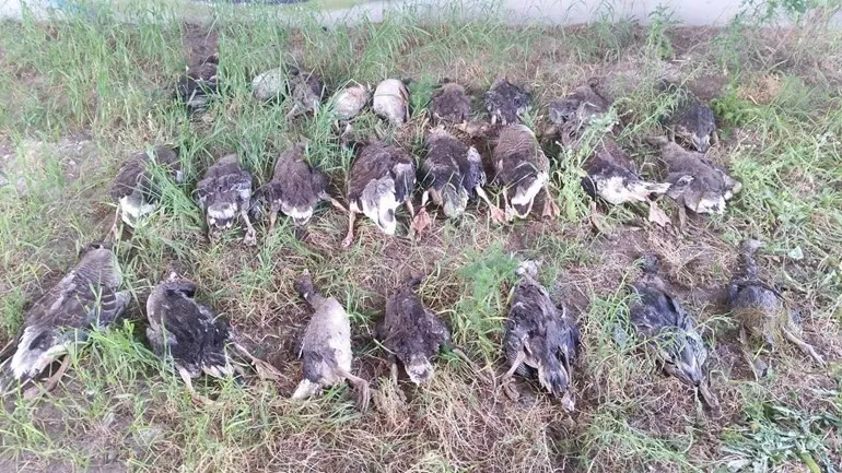 de gedode ganzen in ede foto handhaving ede