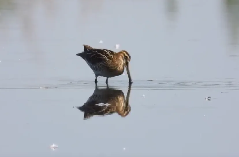 de snip van michael de vries