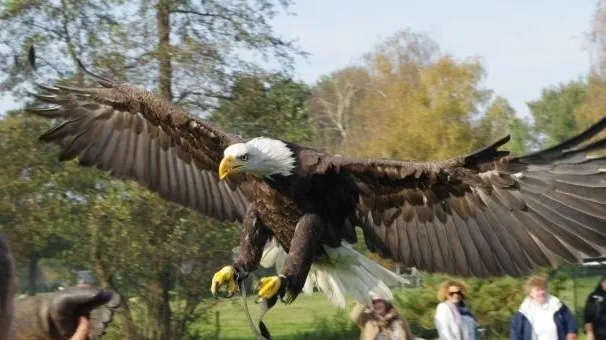 de valk roofvogelshow