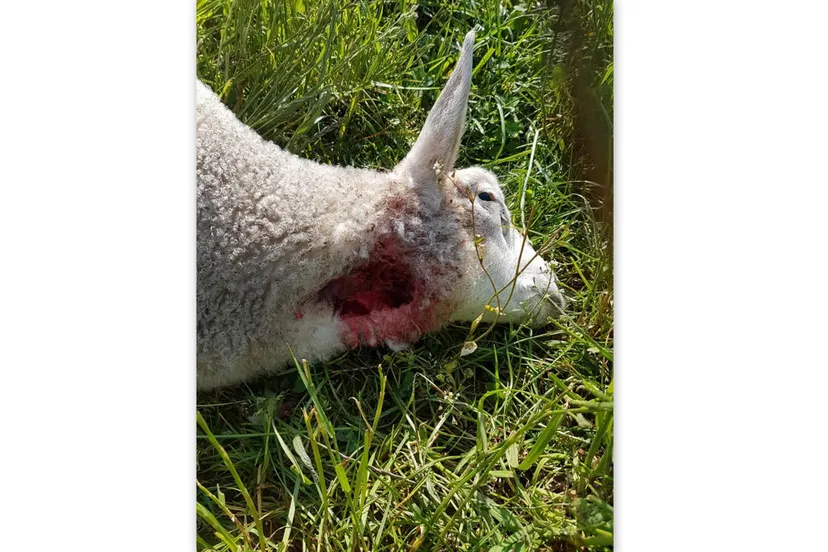 doodgebeten lam