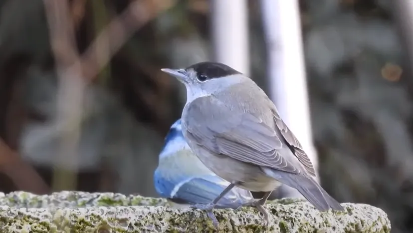 drinken ook met de kou