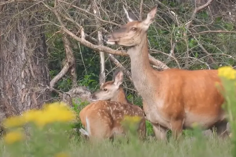 edelhert met kalf michael de vries