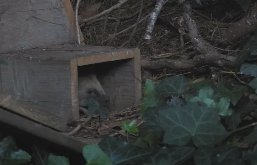 egel michael de vries