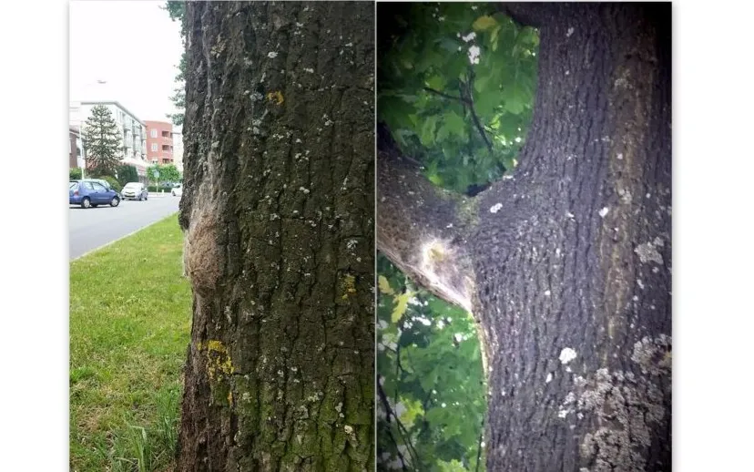 eikenprocessierubs 1024x576