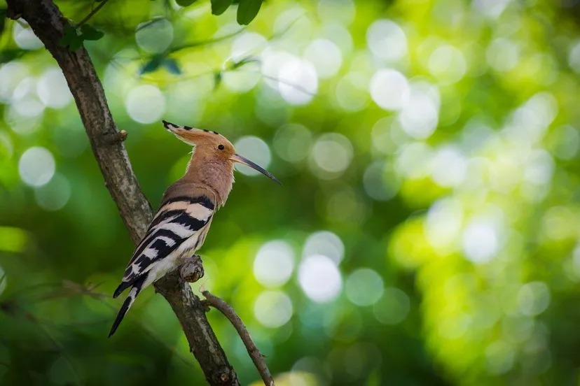 eurasian hoopoe pixabay