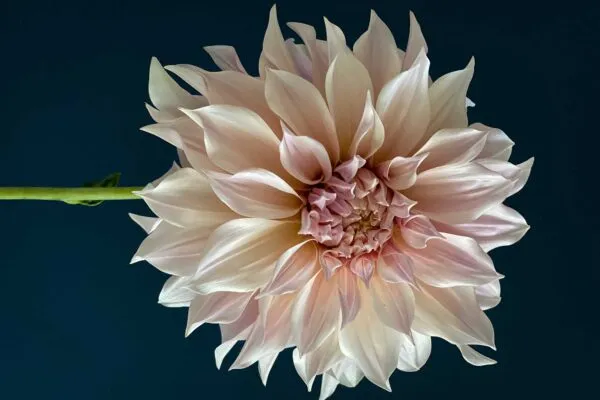 flowersongs 600x400 1