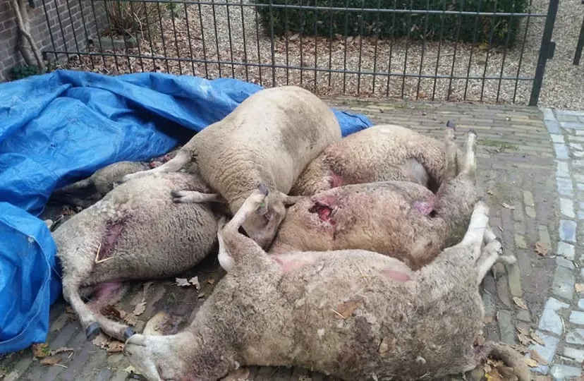 foto gemaakt bart kemp ede