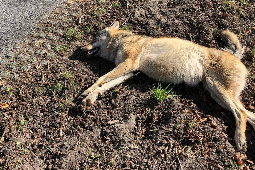 foto jan otten gemeente ede