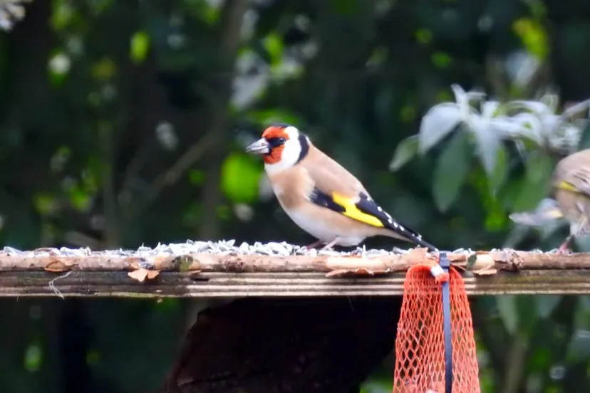 foto michael de vries