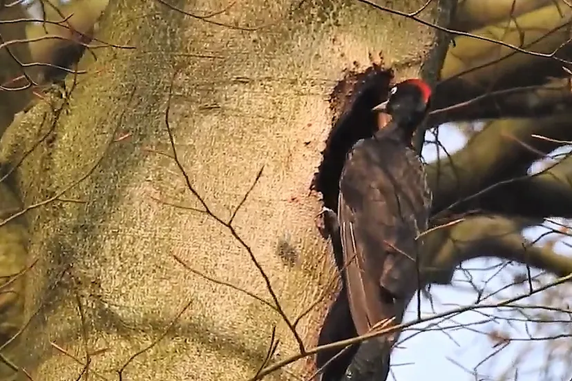 foto michael de vries