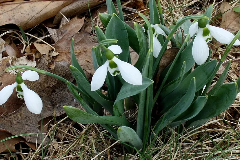 galanthus elwesii