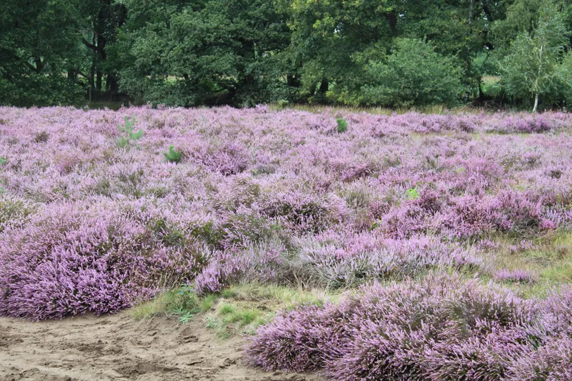 ginkelse heide 18 agustus 2018