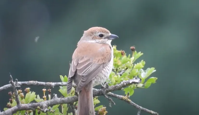 grauwe klauwier michael de vries