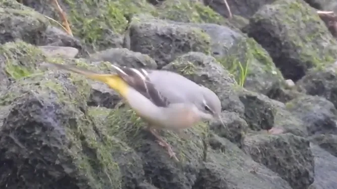 grote gele kwikstaart