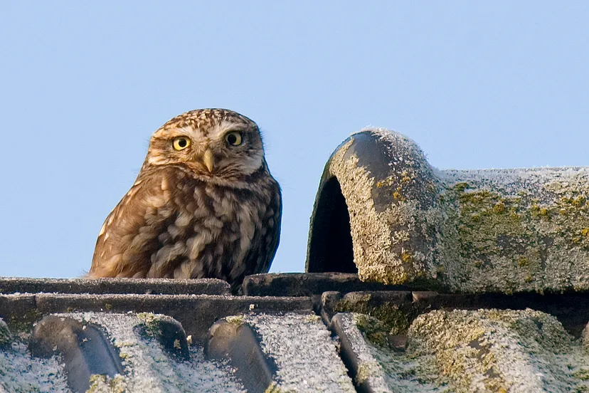 han bouwmeester steenuil dsc0539 1