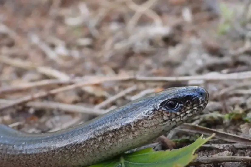 hazelworm michael de vries