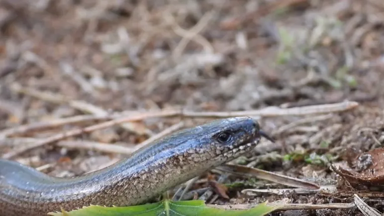 hazelworm michael de vries