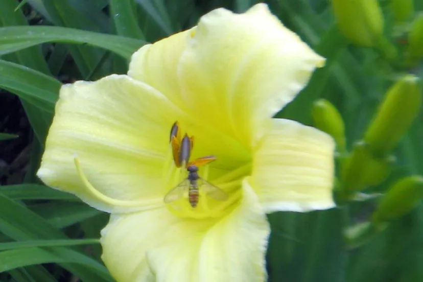 hemerocallis met zweefvlieg1