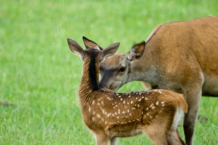 hinde met kalf nc veluwe