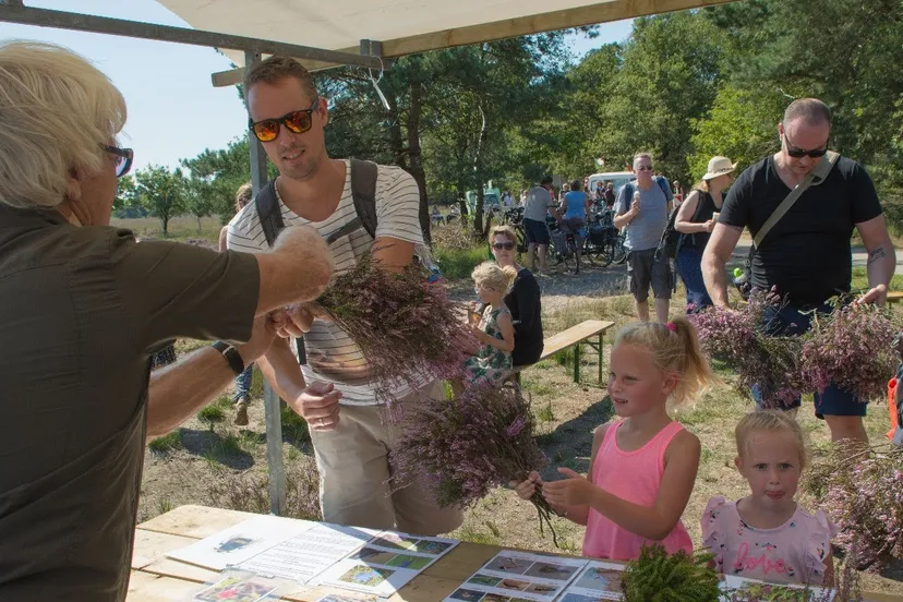 hoge veluwe bosjes hei
