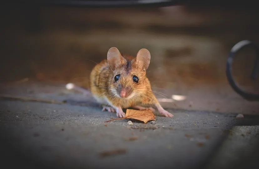 house mouse 5344690 960 720