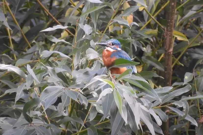 ijsvogel foto michael de vries