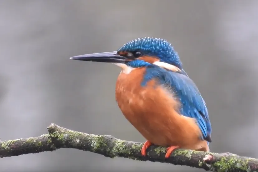 ijsvogel michael de vries