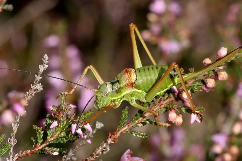 insect dw zandingede