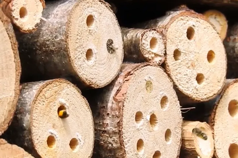 insecten hotel michael de vries