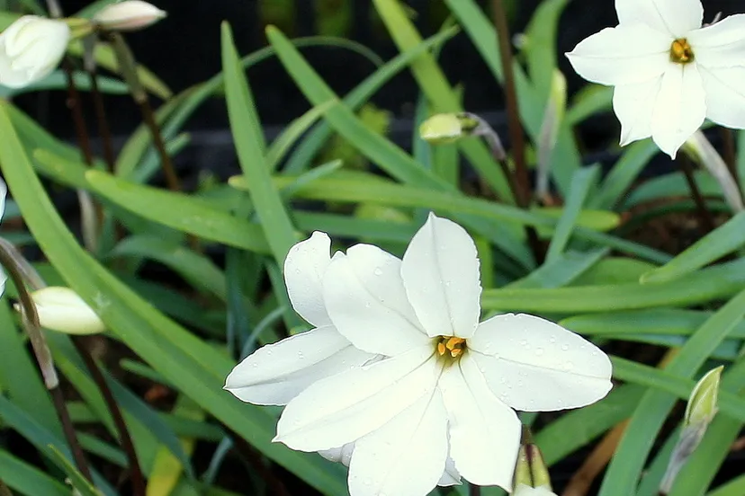 ipheion alberto castillo1