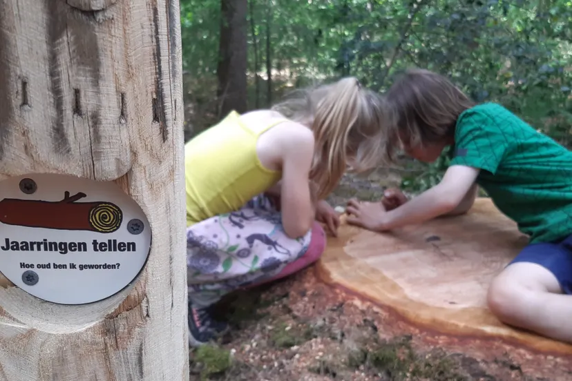 jaarringen tellen tjerk steenbergen