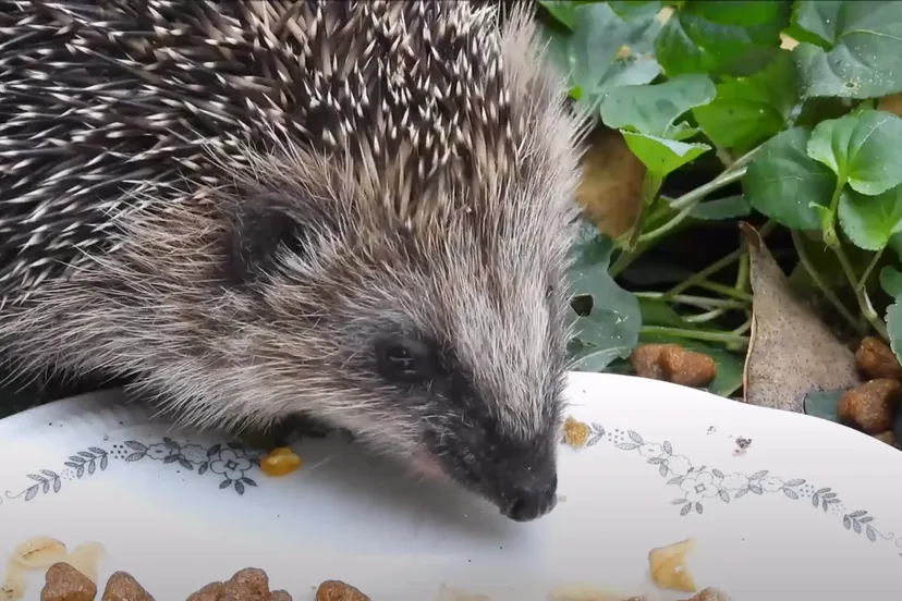 jonge egel michael de vries