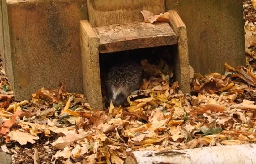 jonge egels michael de vries