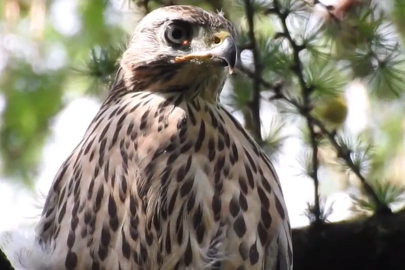 jonge havik filmpje mischael de vries