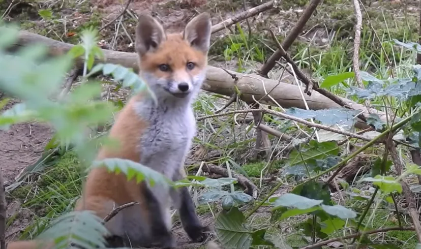 jonge vos michael de vries