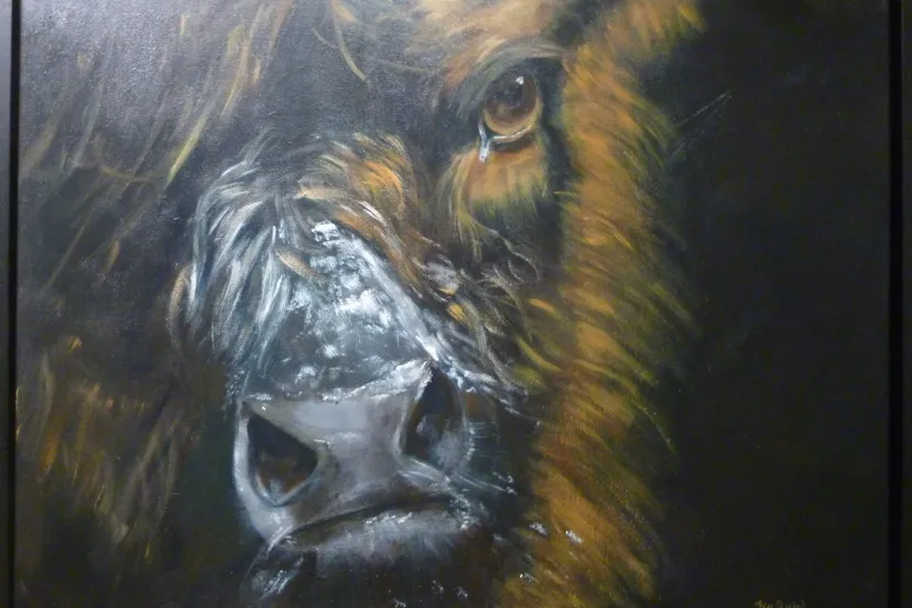 kernhem amateur xpositie 1e prijs 2016 fia quint met gallowaykalf