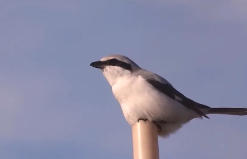 klapekster michael de vries