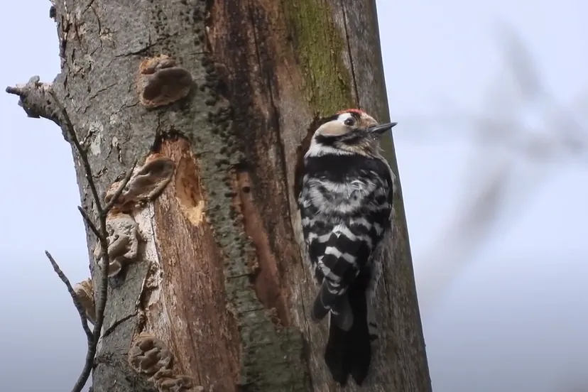 kleine bonte specht michael de vries