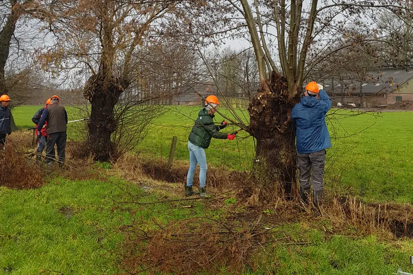 knotten van wilgen gld