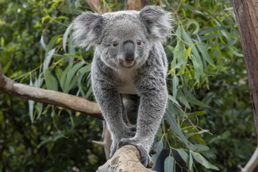 koalas scaled