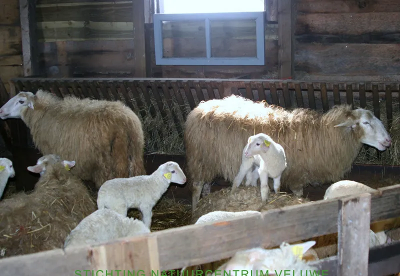 kraamvisite schaapskooi 01