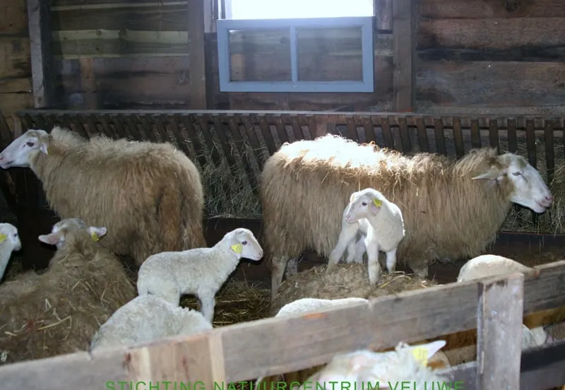 kraamvisite schaapskooi 01