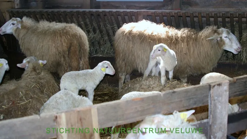 kraamvisite schaapskooi 01