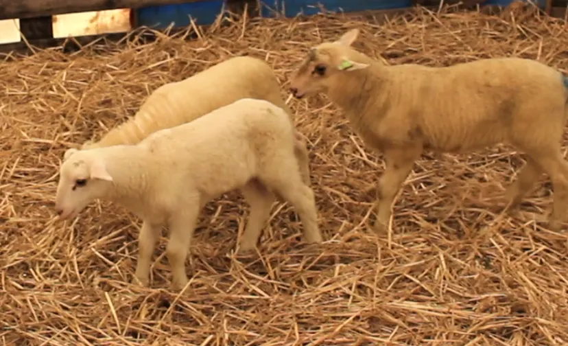 lammetjes edese schaapskudden ede 2020 chris ouboter