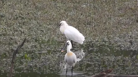 lepelaar michael de vries