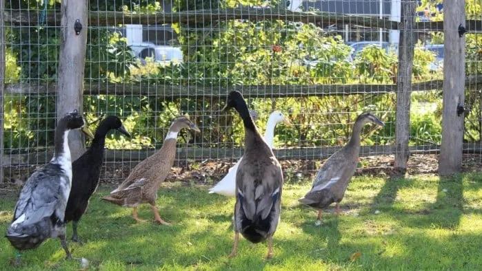 loopeenden kinderboerderij schaffelaar de rozelaar