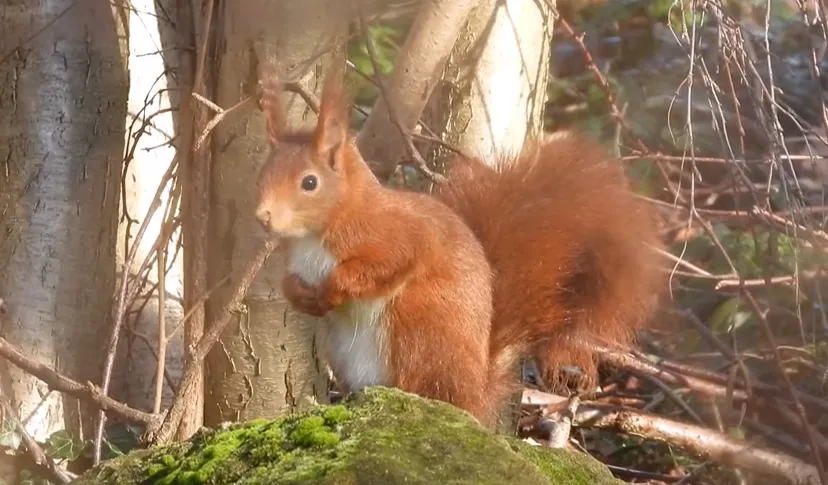 michael de vries eekhorn